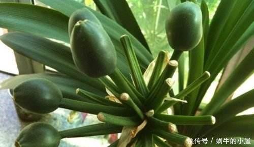 播种|君子兰盆栽美自然卖得贵,不如自己“种”,准备种子就成苗