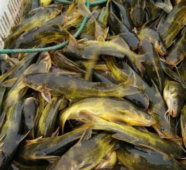  [稀罕]过去农村多到泛滥，如今却十分珍贵，卖到60元一斤