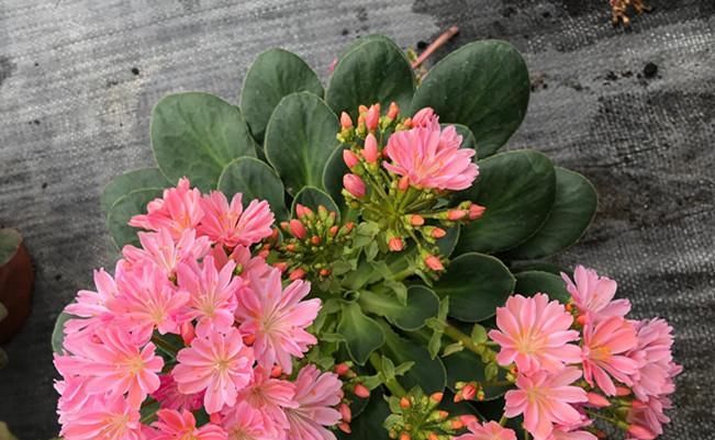  低矮：欧美很流行的新型盆栽花，植株低矮，花叶俱美，花期长，还很好养
