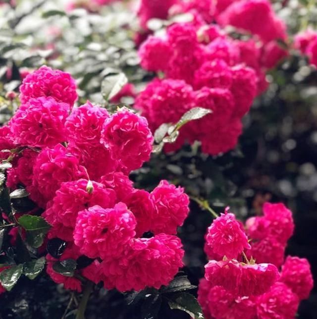 『花香』此花清新怡人，花香能传500米，种两株阳台变花海，庭院美如画