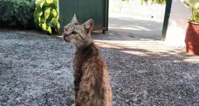  【奶奶】瘦弱老猫流浪多年，因一碗剩饭而“隐居”村庄，每天凌晨叫醒奶奶