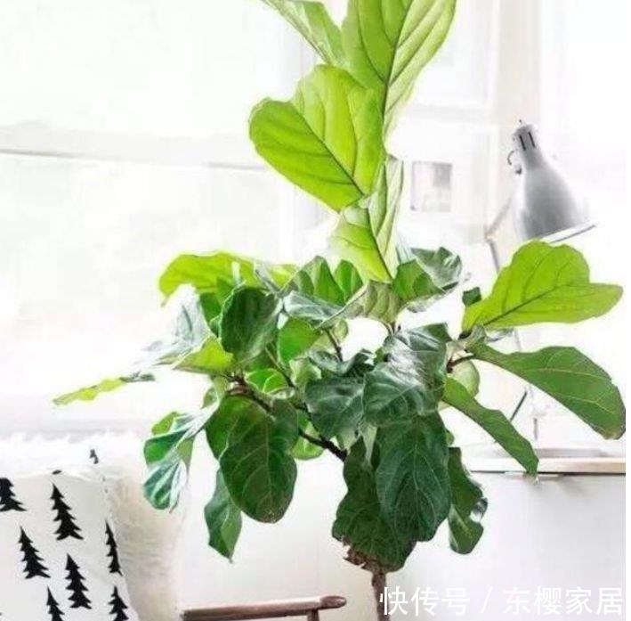 「富贵」几种旺运花,吉祥添富贵,迷人的花朵开满整个花盆,快养起来吧