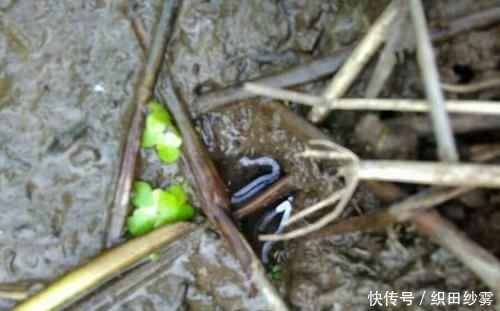  「老家」老家钓黄鳝的人很多，关键要知道怎么找洞