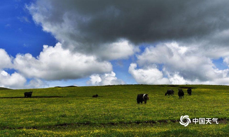 美丽的红原大草原