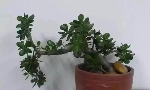  身价：这六种植物越养越值钱，在家养几年，身价翻几倍！你家有几种