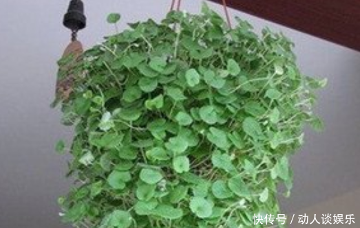 农村的野草城里的绿植，其实也是一种治肝药，晒干后卖很值钱