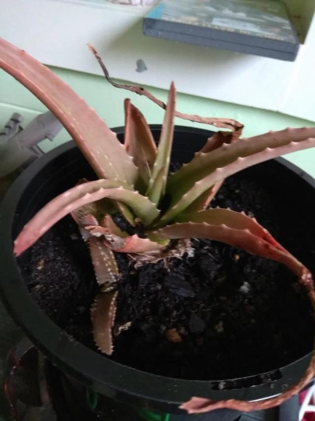  『叶子低垂最常见』盆栽的芦荟叶子低垂下来，很有可能是这几种原因