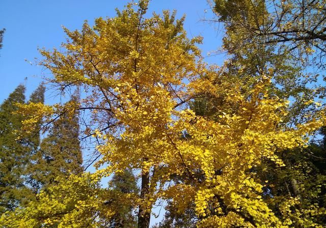  富得流油|我国这个省份因为太强悍了，后被一分为三，如今个个富