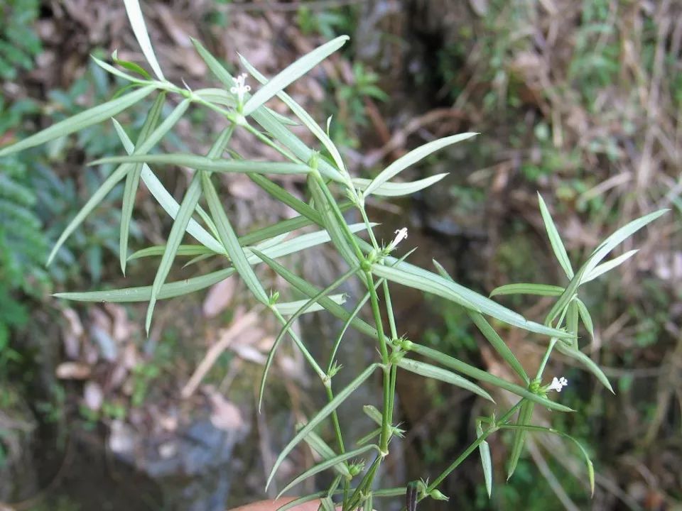 田埂上的白花野草，人称“蛇总管”，蛇见到就跑，泡茶喝可养肝