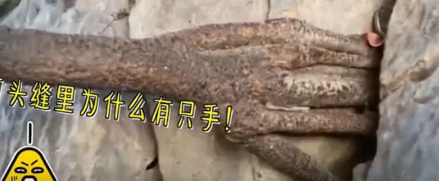 千年菩提树腰竟上长出一只手，扒住悬崖峭壁，引无数僧人朝拜