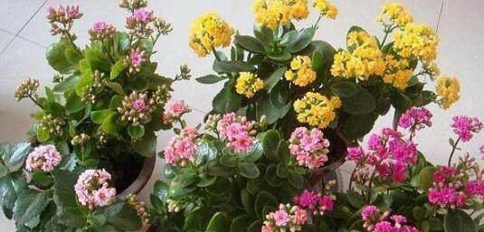  种花草：很好养的6种花草，扦插生根快，花儿开成团，漂亮易养活