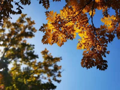 北京植物园迎最美秋景  观赏期持续至11月上旬