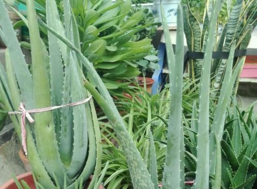  图解■图解盆栽芦荟常见的5种烂根方式，芦荟烂根了怎么办？