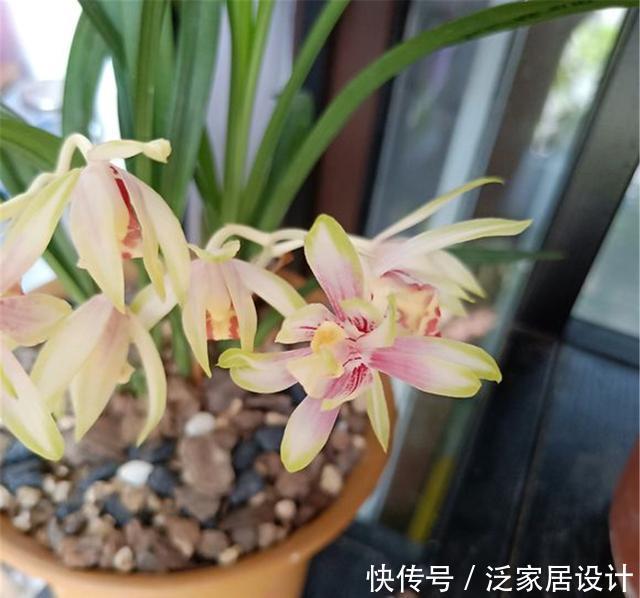 花开满|“兰花”叶子枯萎不开花?懂得这3招,花开满盆味道香