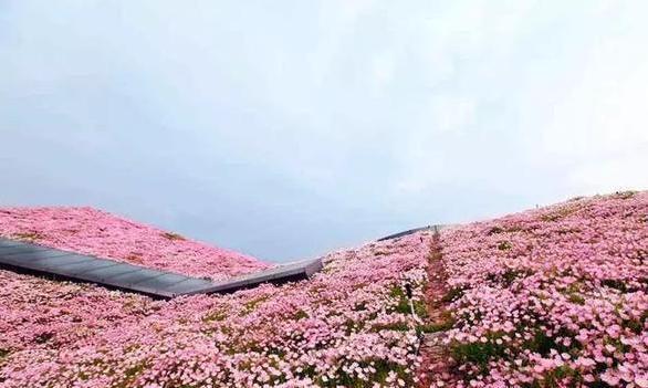 『铜钱草』这“2种”植物,随手一扔就“爆盆”,农村已泛滥成灾