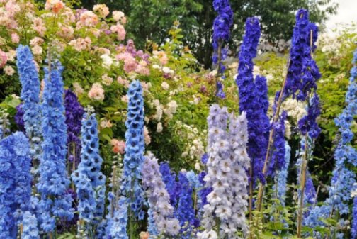  最合适@卫生间养这4种花最合适, 耐阴性好、净化空气棒, 居家档次再提升