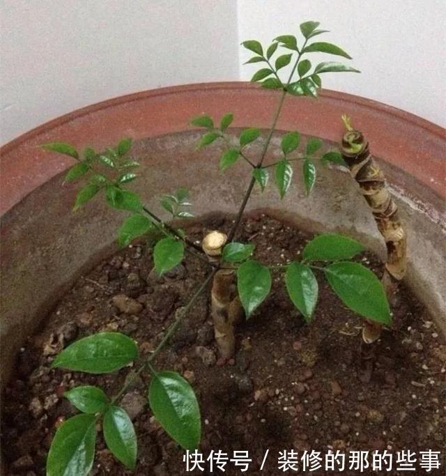  『花钱买』养花技巧：最难养的3种花，扦插100%活，下次别再花钱买啦