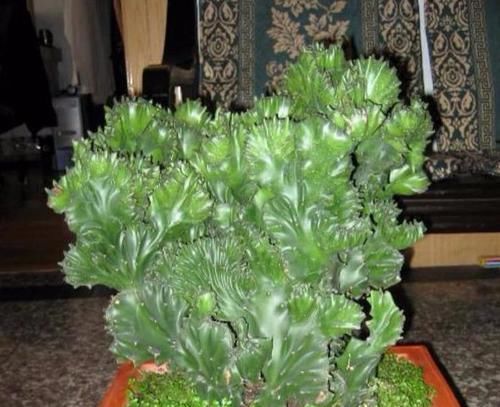 「旺盛」玉麒麟的栽培土壤配制很简单，尤其用上“它”，植株生长可旺盛了