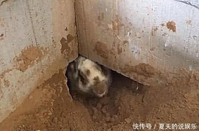 「发现」大爷在家中墙角发现一个大洞,里面竟有东西爬出来,捉住后乐开花