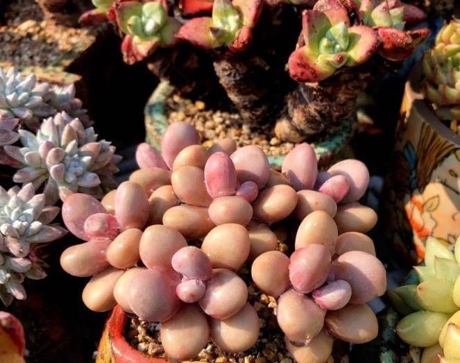  『花盆』换盆后的多肉植物多久浇水?选择好时间,生根快!