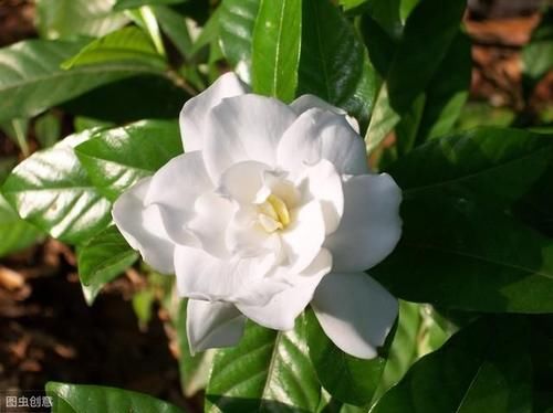  『花语』栀子花象征永恒的爱，栀子花怎么养？记住这些要点，小白也能养好