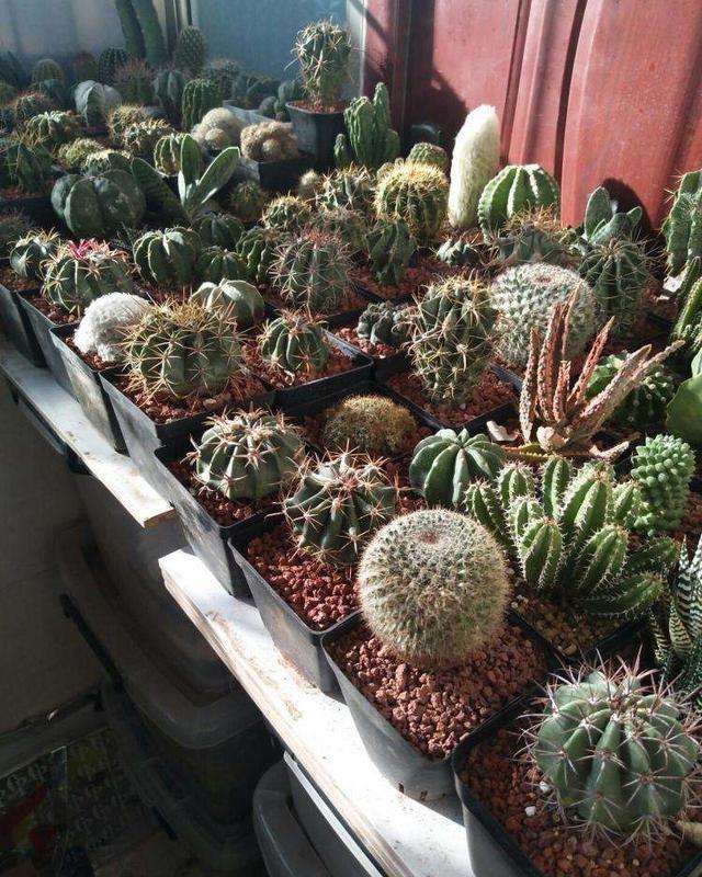 「定要注意」夏天3种花不能晒太阳,换一个地方养,叶绿状态好、轻松过夏