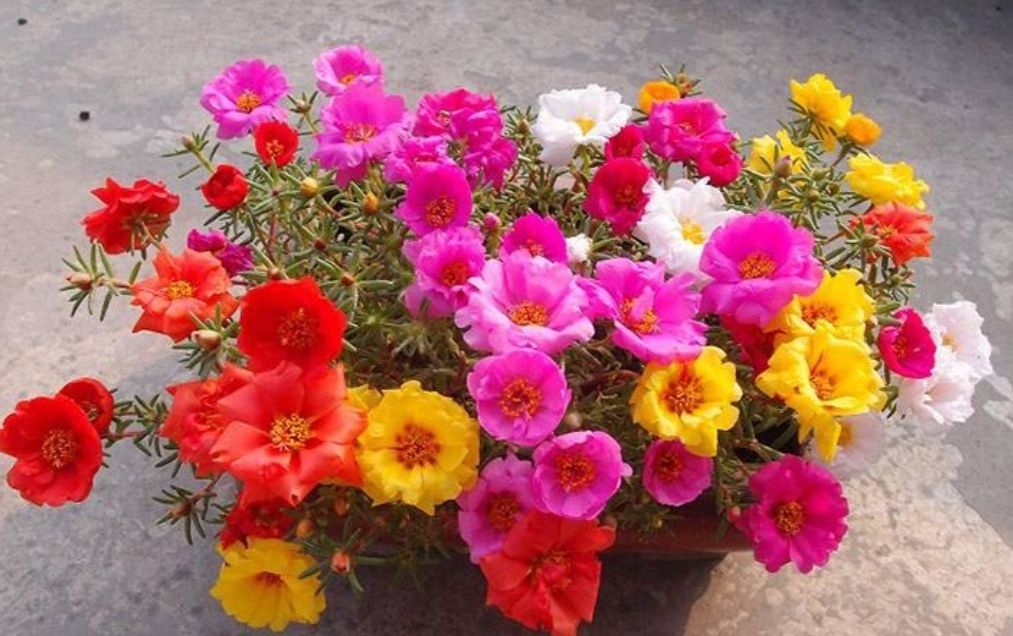  #促使植株#盆栽太阳花,只用一招花叶长满盆,养护需要做到哪几点?