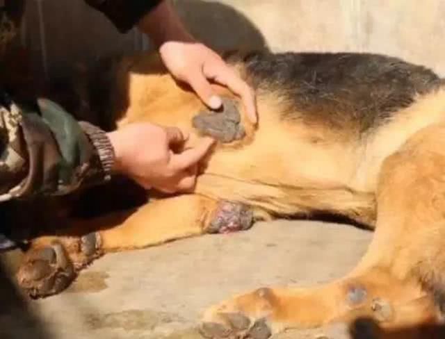 网传福州警犬事件，引爆大家的朋友圈，幸好官方及时辟谣!