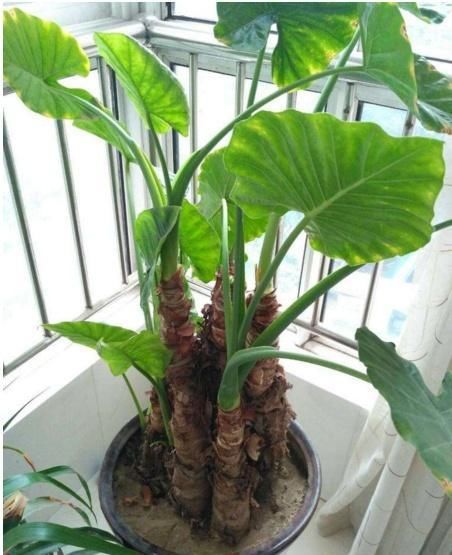  「家里」家里养了这5种花，赶紧扔掉，汁液有毒，别养错了还知道！
