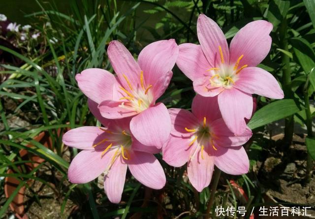  『家里』新手在家里养花，可以选择此3种，颜色鲜艳花量大，非常好养活