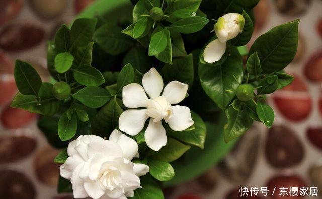 『栀子花』家庭养栀子花,秋季别忘“换盆施肥”,长成一棵树,花多株型美