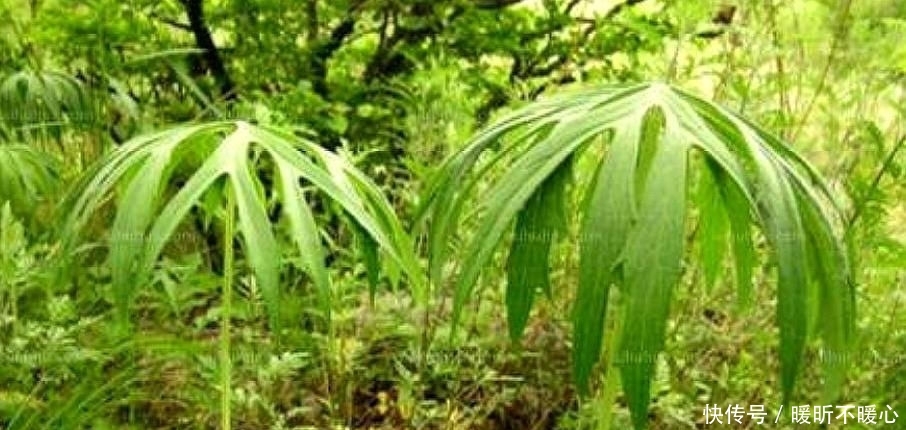  雨伞：农村一种像雨伞的野草，以前无人问津，现在一斤50元被大量收购