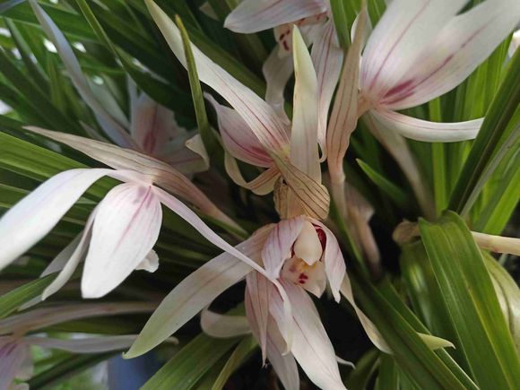 一盆兰花养了10年，苗多叶壮年年开花，兰友出价5000都没卖