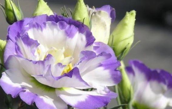  「耐热」阳台养花就选5种花，耐热喜光很耐晒，全年都开花，养出小花园