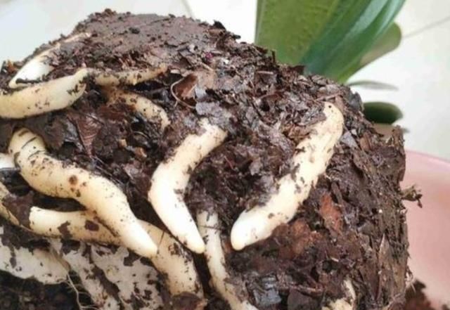  类植物■新手养花不要乱施肥，分门别类，一对一满足生长、开花需求