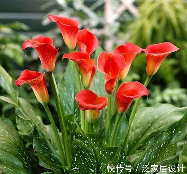  【狄特】美神阿弗洛狄特都嫉妒的马蹄莲，既是纯洁秀挺，又是多彩艳丽