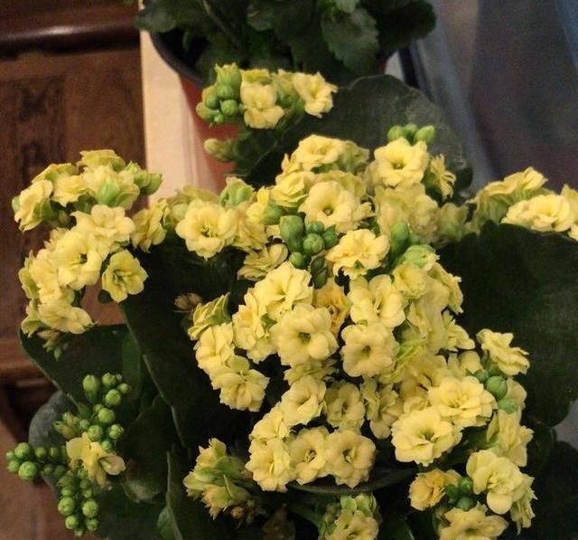  「河沙」小花匠养长寿花，只用“2种土”，疏松又营养，开花爆盆不是事