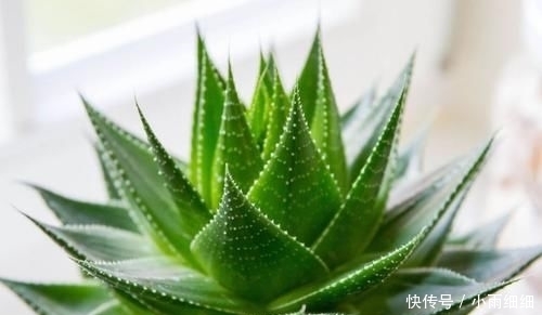 『堪称』在家养这几种植物,堪称迷你小药箱,让身体越来越健康!