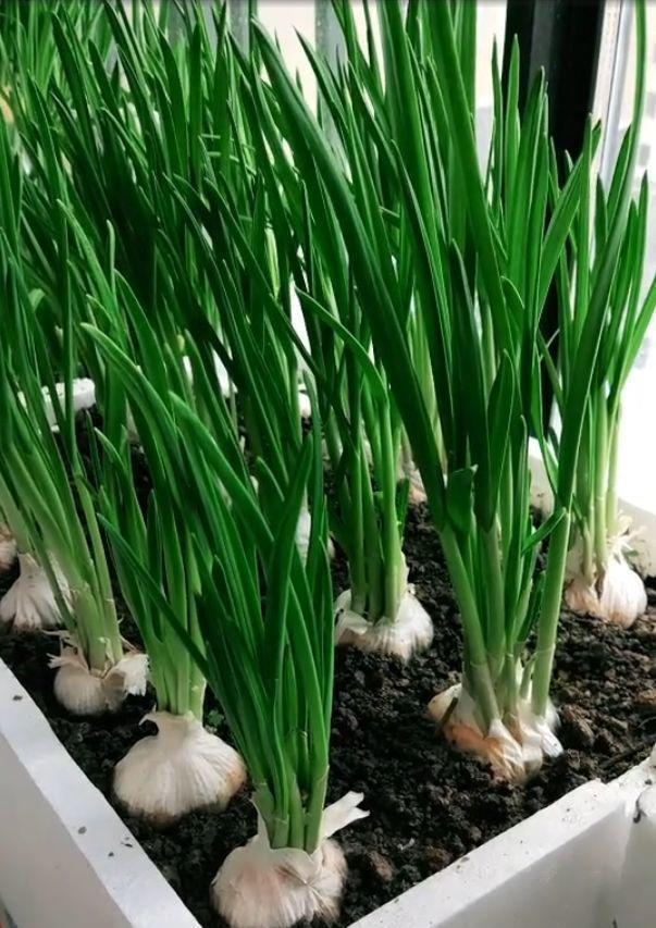  【特别】阳台种菜，有4个“关键”，做对了，种菜一大盆，收获特别多