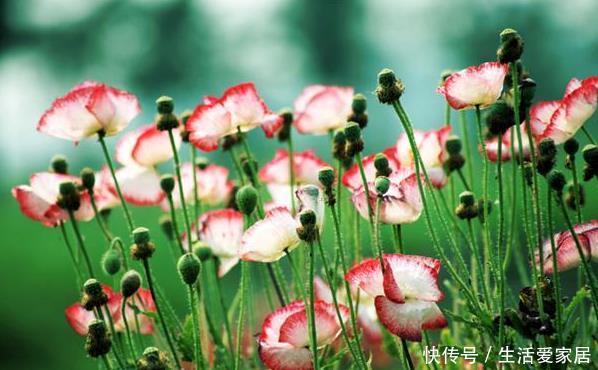 『我国』这花在世界各地常见,也是最具观赏性,没想到在我国不受人待见
