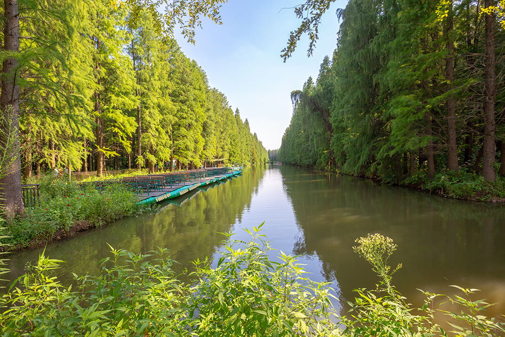 江苏罕见的水上森林,拥有万亩水杉林,是座名副其实的天然氧吧