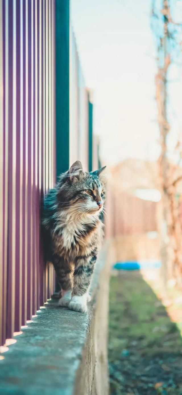  『星球』80张超可爱的猫咪壁纸丨我来自喵星球，来地球只是为了遇见你