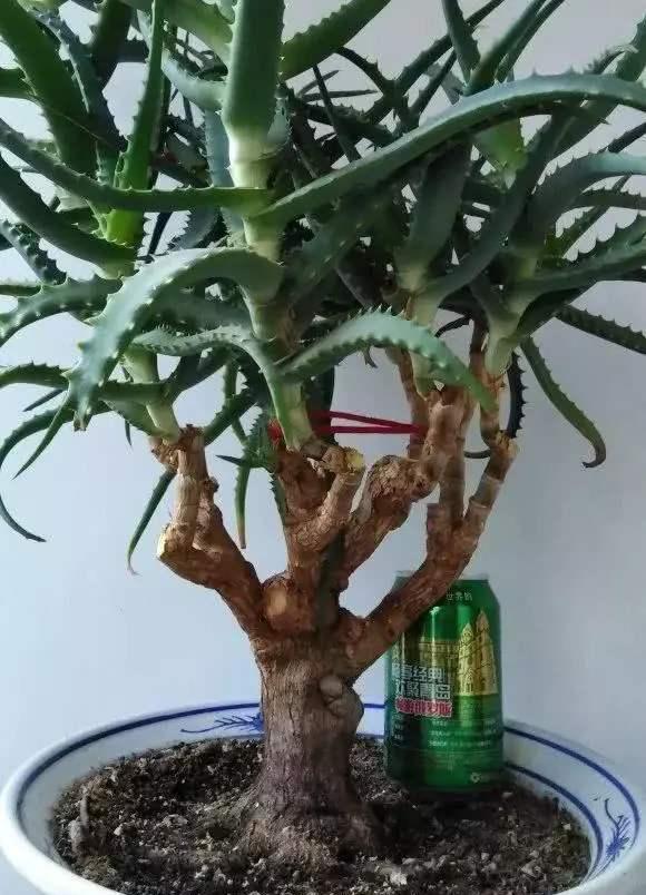 值钱■芦荟不值钱,养成“老桩”很稀罕,叶子胶质多,越老越值钱