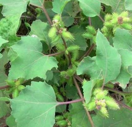  [苍耳]农村有种不起眼的野草，过去农民以除之而后快，殊不知价