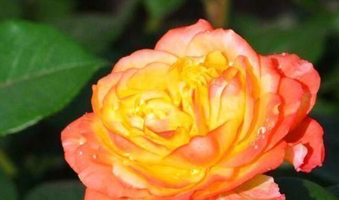  不妨：喜欢牡丹，不妨养“珍稀玫瑰”宠爱小姐，金蕊红衣，清奇美丽！