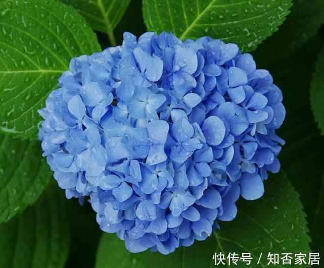 『绣球花』绣球花颜色鲜艳,花球又大又圆,养护绣球要注意什么?