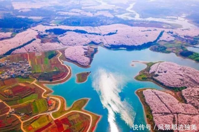 全球最大的樱花基地,不在日本在中国,盛开之际足以惊艳全世界