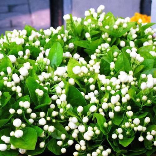  『大白』扦插茉莉？趁现在！掐个大枝捂上30天，大白根，水嫩嫩，满花苞