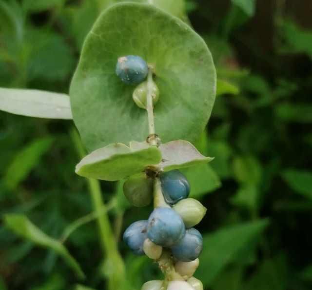  杠板归|炎炎夏日，既见栀子花开，又见一株杠板归