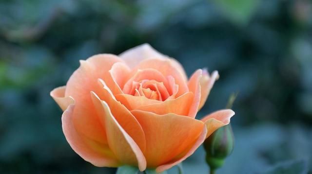  「嫁接苗」全世界最好看的花属于月季花,花开那么美又好养,怎能不心动